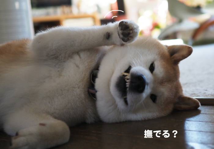 30日ブログ１