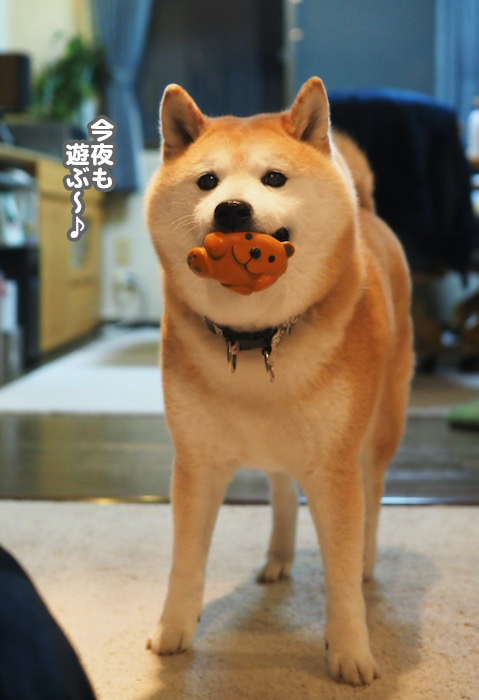 6日夕ブログ2