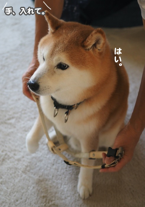 4日夕ブログ５
