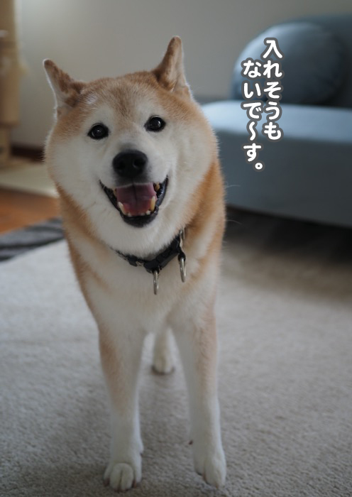 ３日夕ブログ７