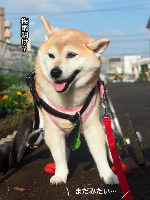 11日夕ブログ7