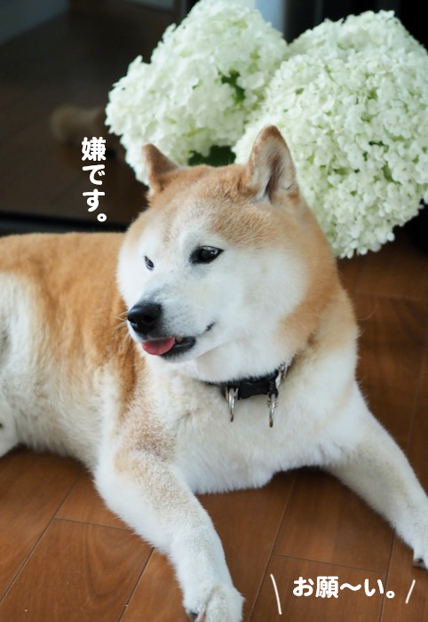 12日夕ブログ５