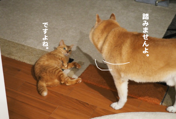 15日夕ブログ５