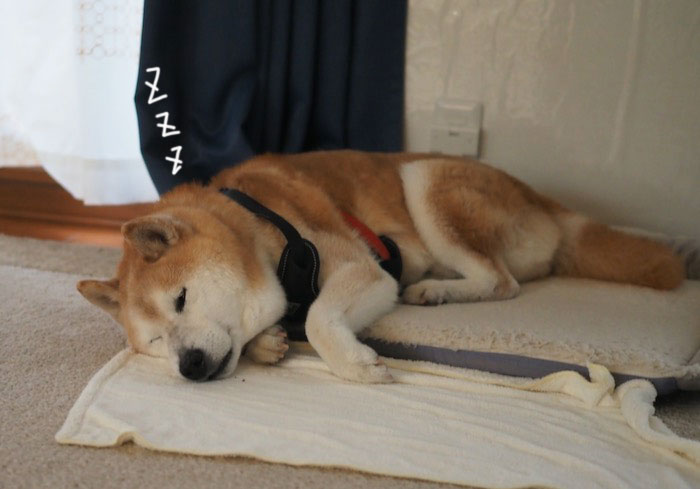 5日夕ブログ５