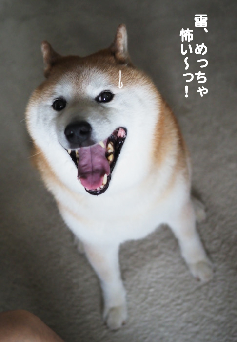 26日夕ブログ７