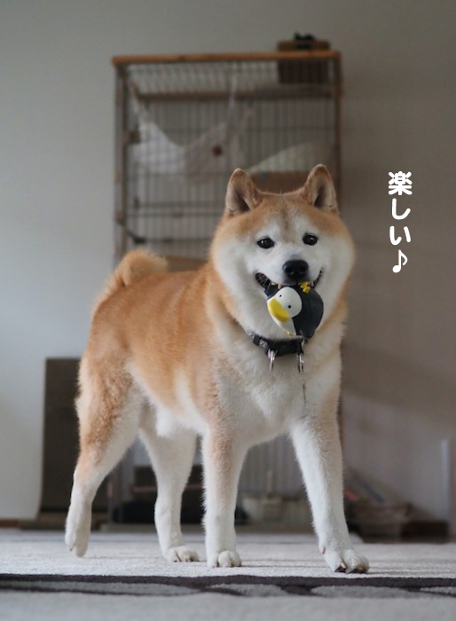 28日夕ブログ6