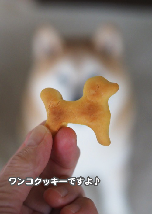 13日夕ブログ３