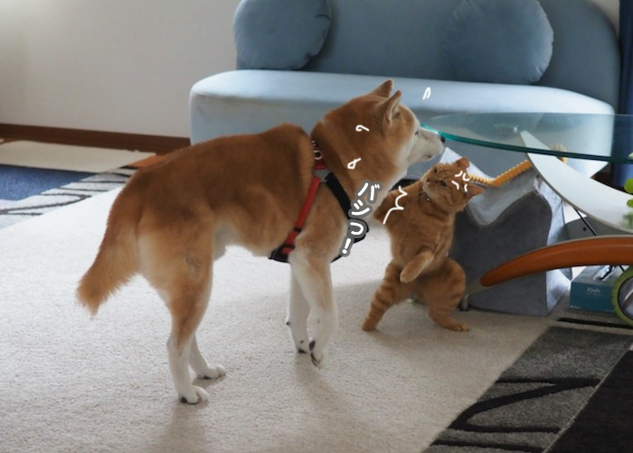 31日夕ブログ１５