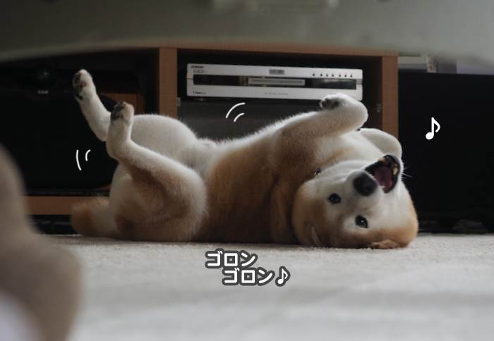11日夕ブログ７