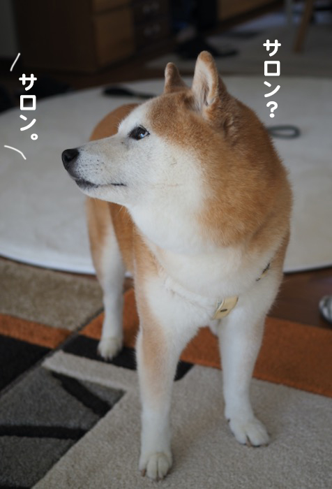 11日夕ブログ３
