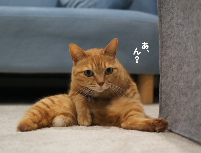 11日夕ブログ２