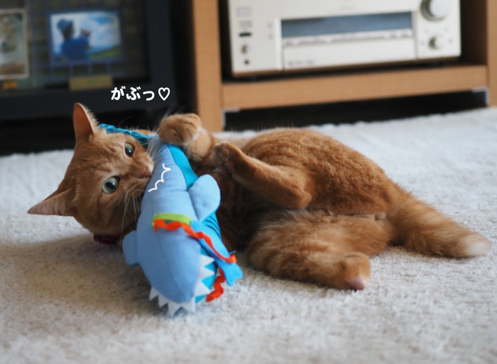 15日夜ブログ６