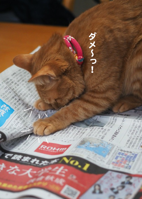 31日夕ブログ３