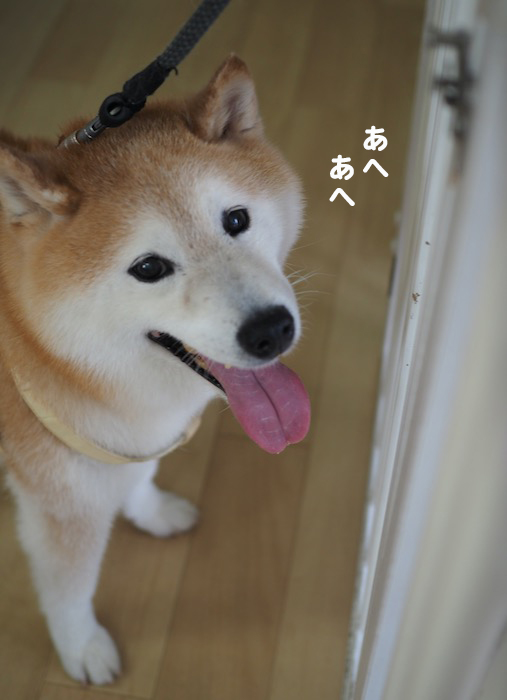11日夕ブログ５
