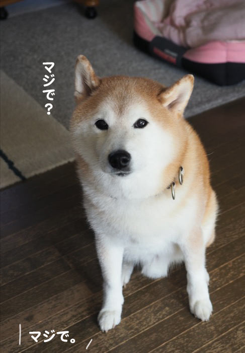 30日ブログ３