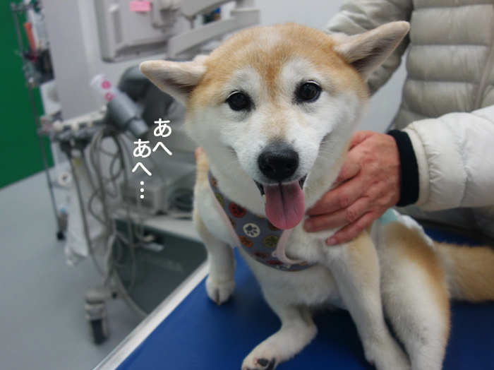 19日夕ブログ４
