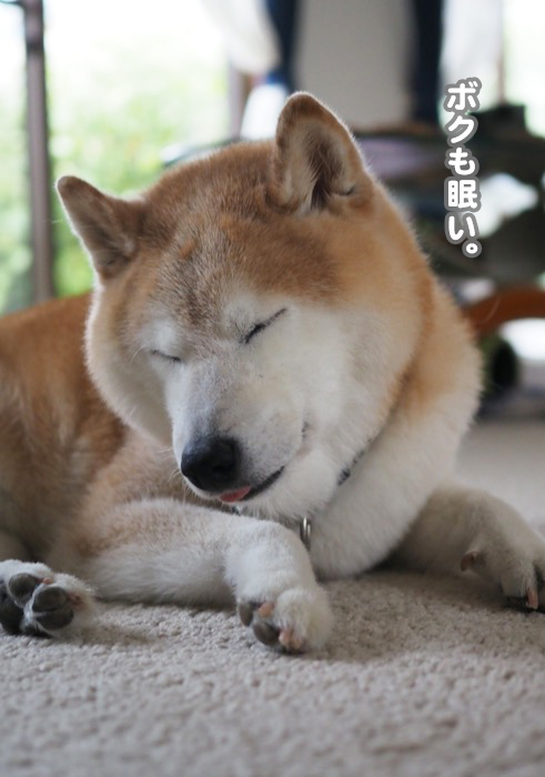 13日夕ブログ６