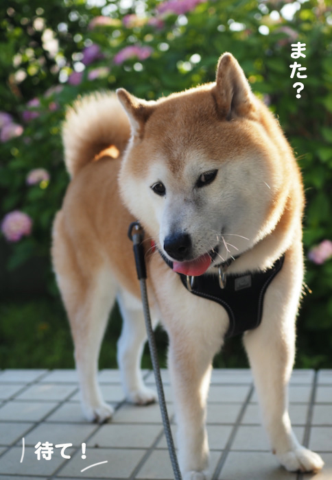 8日夕ブログ５