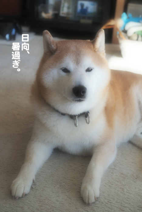 19日夕ブログ５
