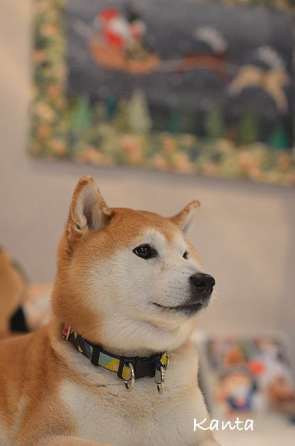 イケメン 湘南凸凹柴wan日記 Powered By ライブドアブログ