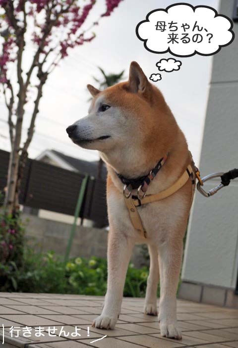 11日夜ブログ７