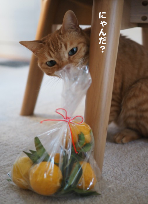 7日夕ブログ６