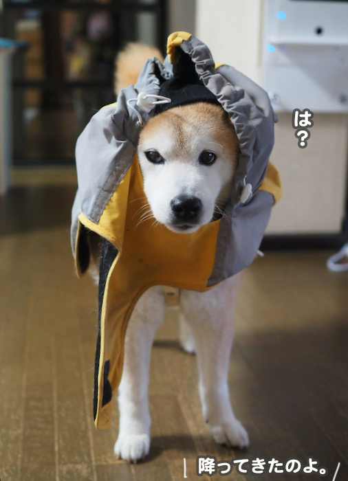 11日夕ブログ１