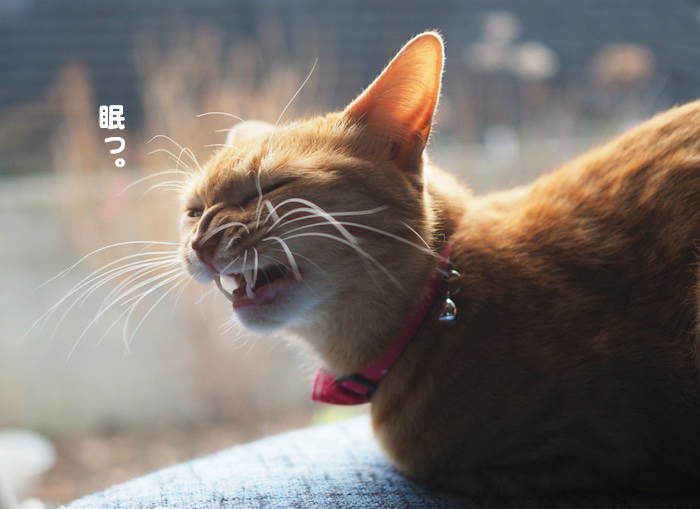8日夕ブログ7