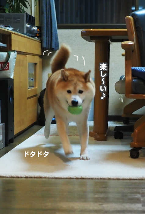 11日夕ブログ１０