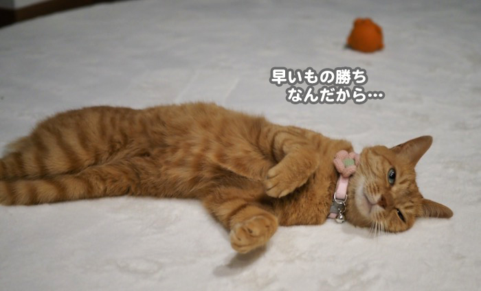 27日夕ブログ8