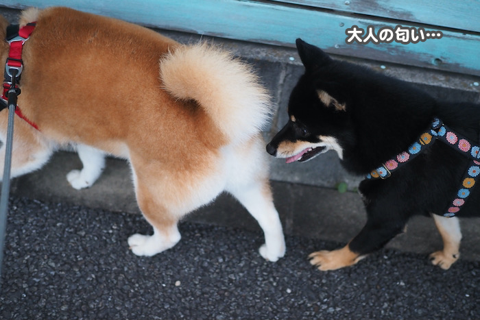 29日夕ブログ３