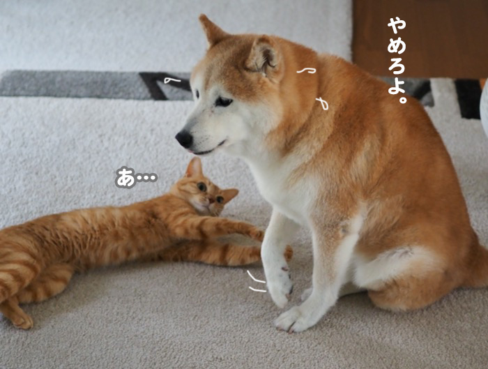 20日夕ブログ６