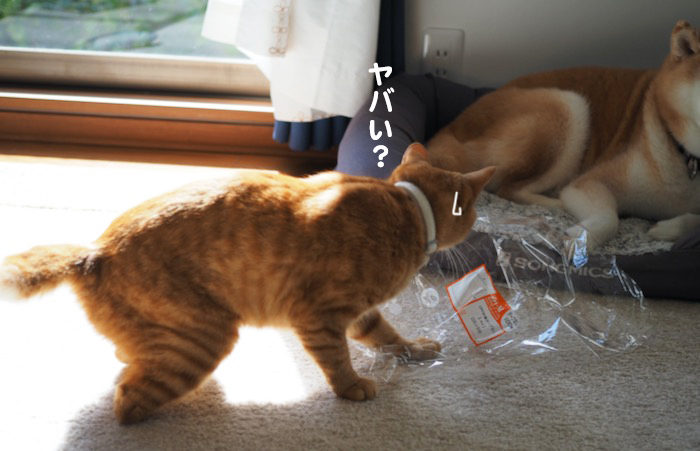 22日夕ブログ６