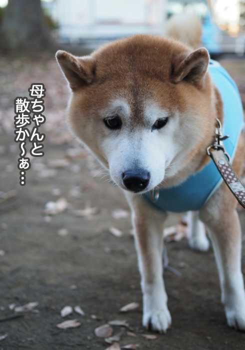 11日夜ブログ５