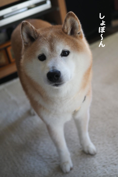 14日夕ブログ９