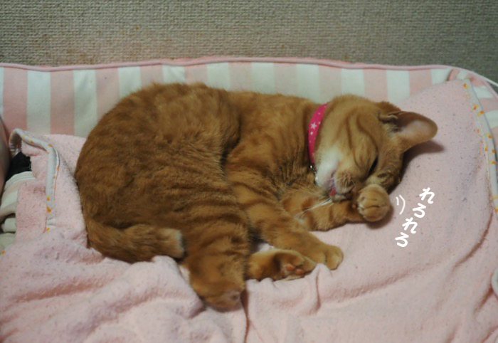 ３日夕ブログ５