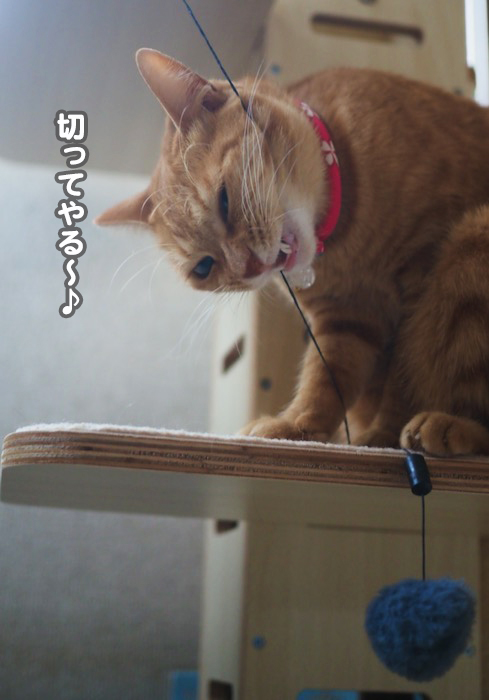 17日夕ブログ8