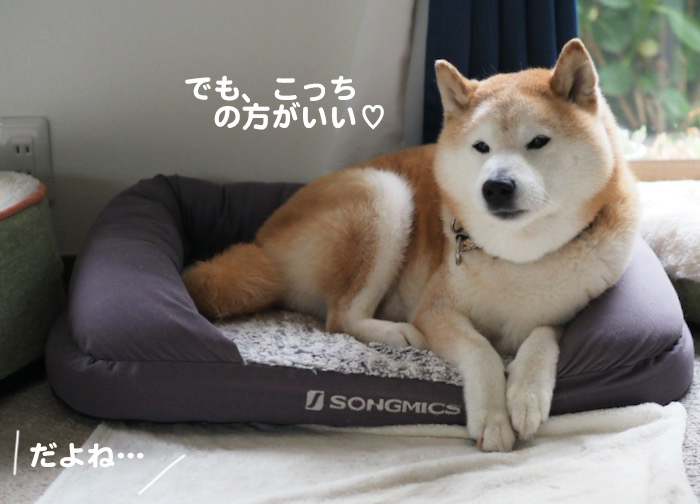 4日夕ブログ７