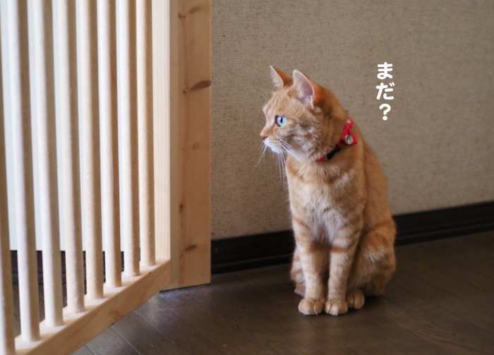 20日夕ブログ４