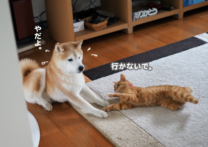 9日夕ブログ７