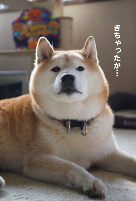 31日夕ブログ２