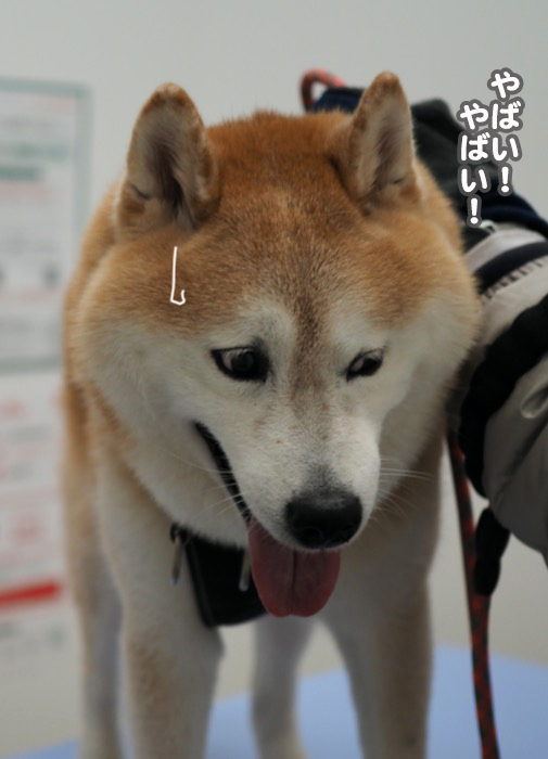 21日夕ブログ１１