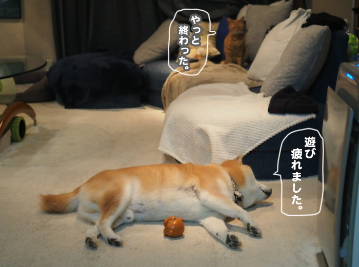 6日夕ブログ２