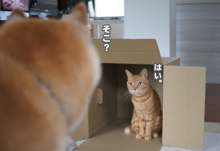 2日夕ブログ８