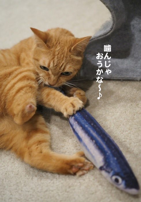 13日夕ブログ５