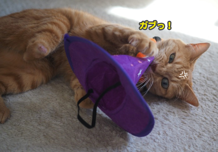 26日夕ブログ４