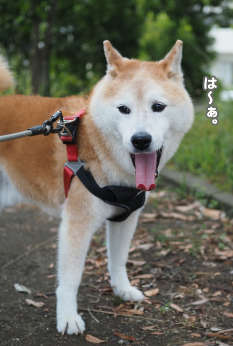 14日夕ブログ４