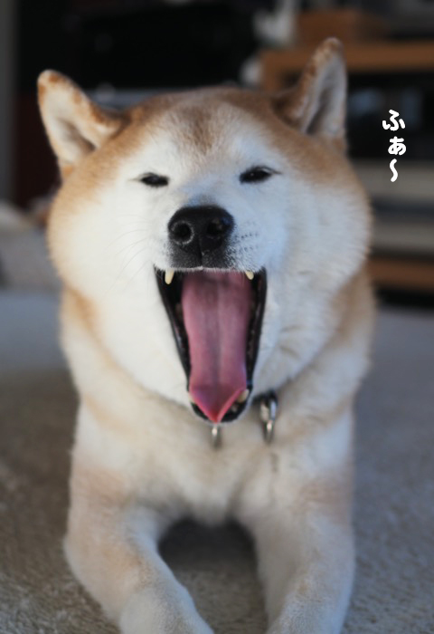 8日夕ブログ3