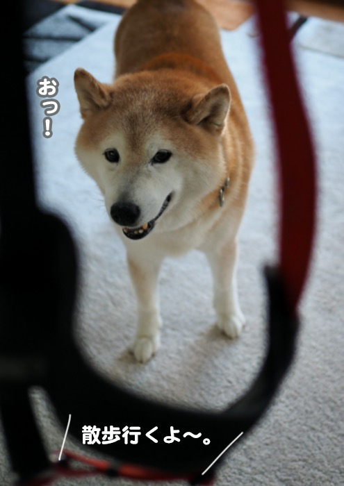 20日夕ブログ２