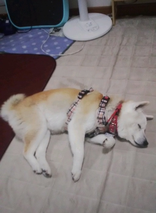 22日夕ブログ４